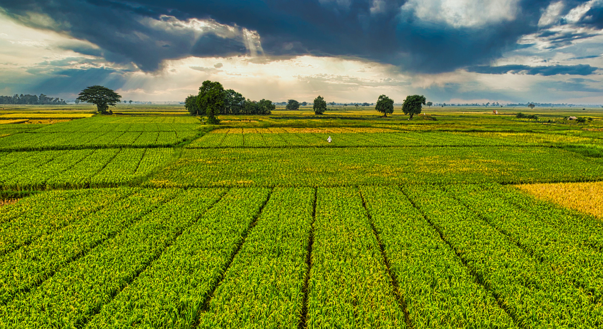 illustration cac client agroalimentaire cadrage de projet informatique pour le secteur agro-industriel